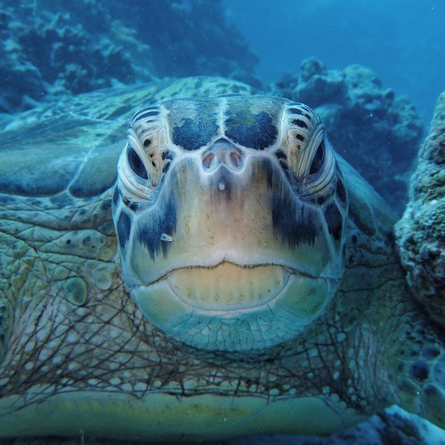 About Us - Sea Turtle