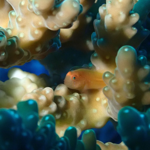 underwater, a small fish